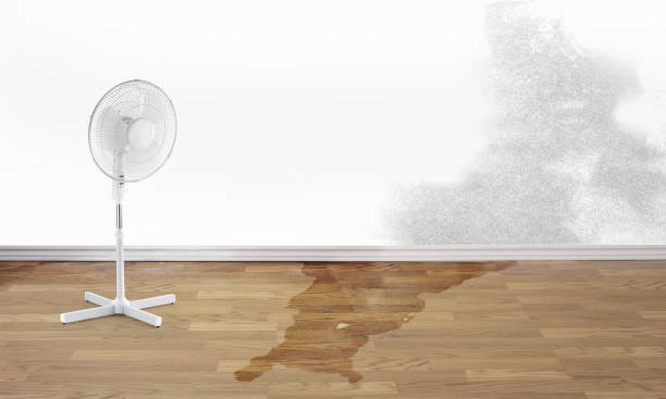 Best Carpet water damage restoration  in Stonewall, LA
